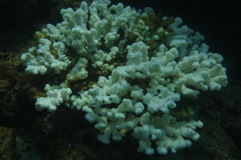 coral de Islas Marietas