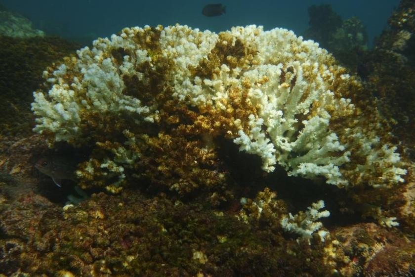 coral de Islas Marietas