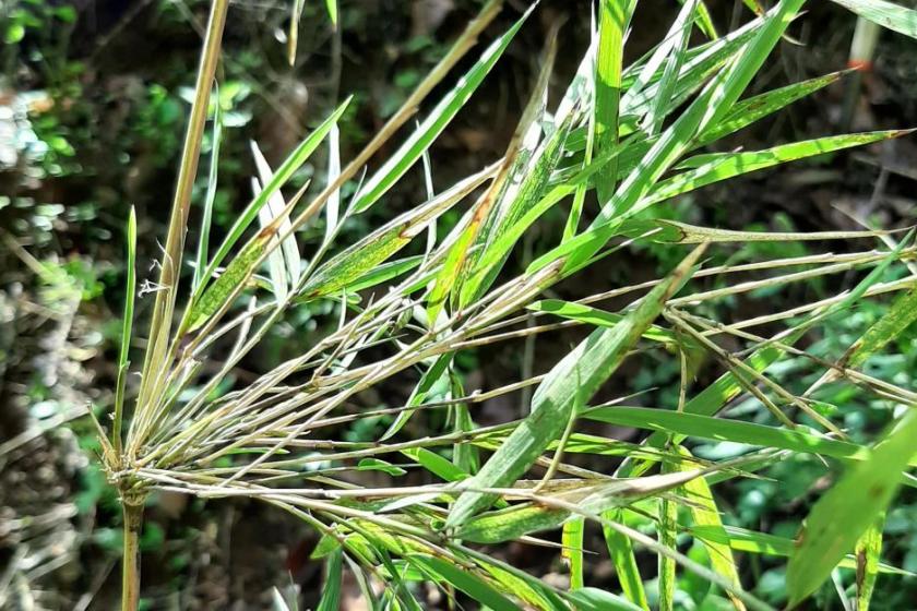 Descubren dos nuevas especies de bambú endémicas de Jalisco