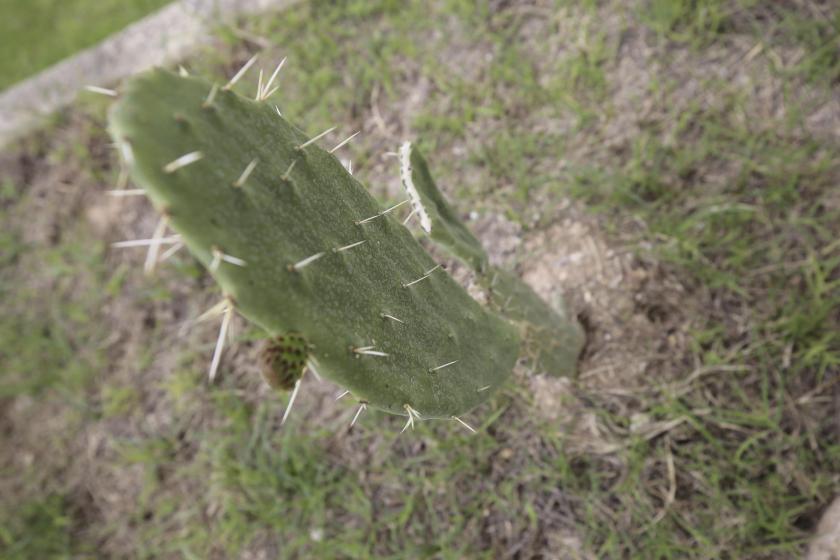 Proponen celebrar el 18 de septiembre Día Internacional del Nopal