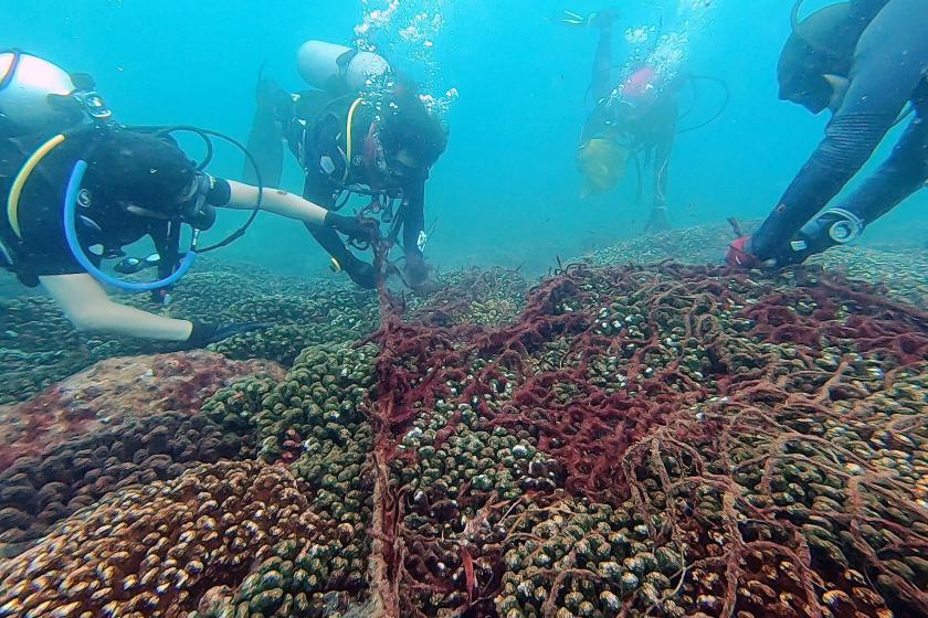 Malas prácticas de buceo impactan en ecosistemas marinos