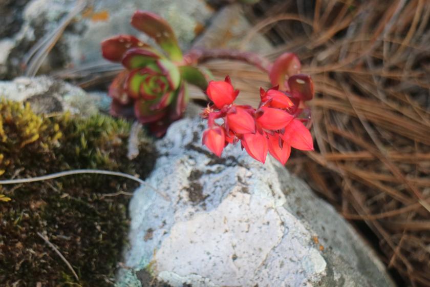 nuevas de plantas en la Sierra de Manantlán