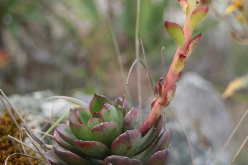 nuevas de plantas en la Sierra de Manantlán