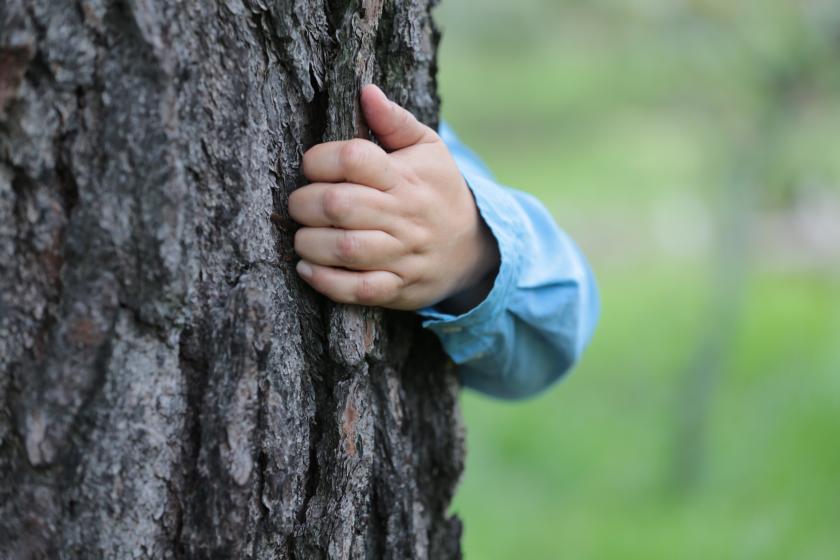  reforestar de manera responsable