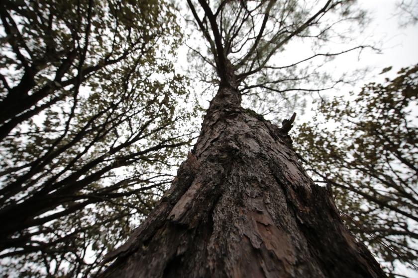  reforestar de manera responsable