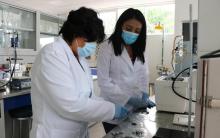 Investigadores del CUNorte trabajan a distancia con alumnos participantes del Programa Delfín