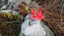 nuevas de plantas en la Sierra de Manantlán